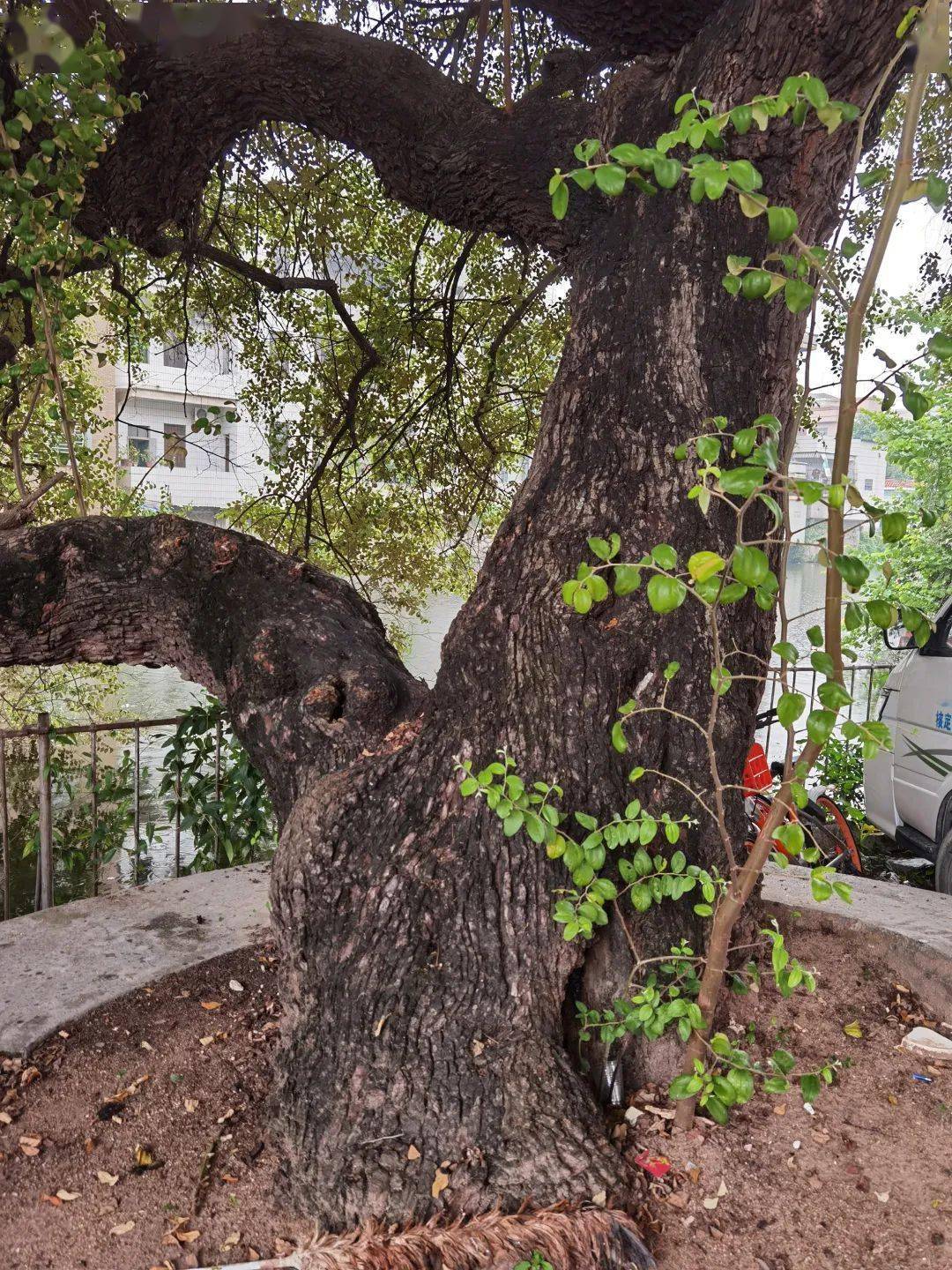 厚街这棵百年老树曾引发一场角斗