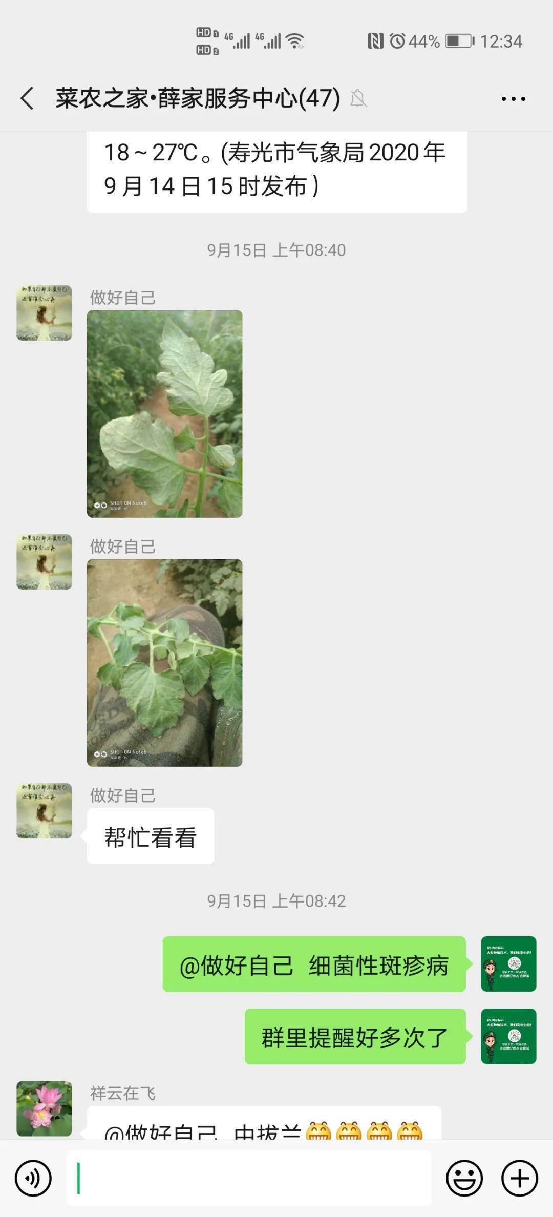 注意!近期西红柿细菌性斑疹病持续高发