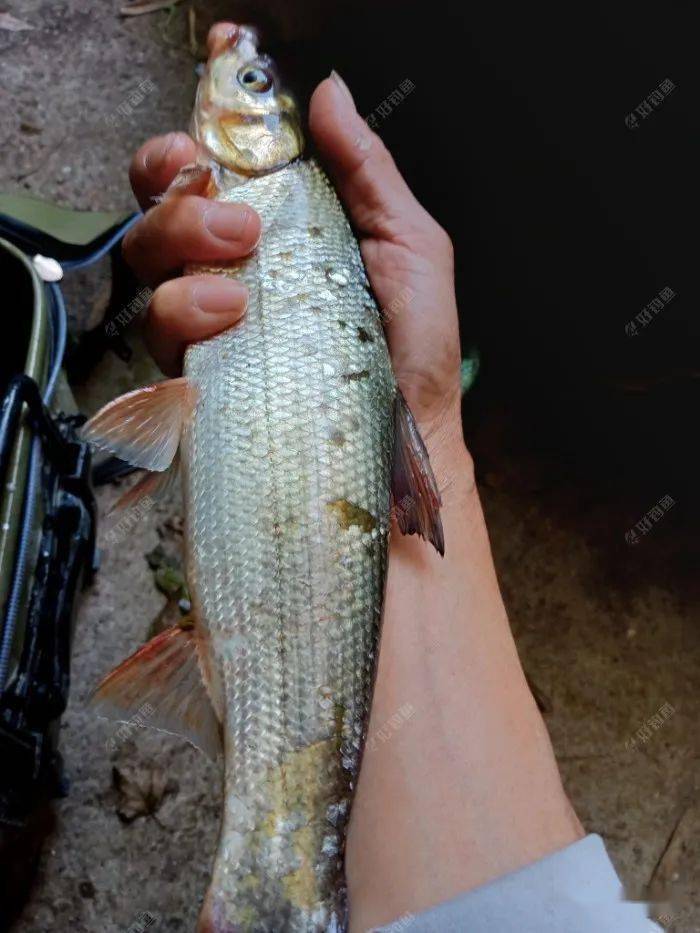 青尾鱼犟劲十足,力气比同长度的黄尾大得多,不到一斤重的还须用抄网
