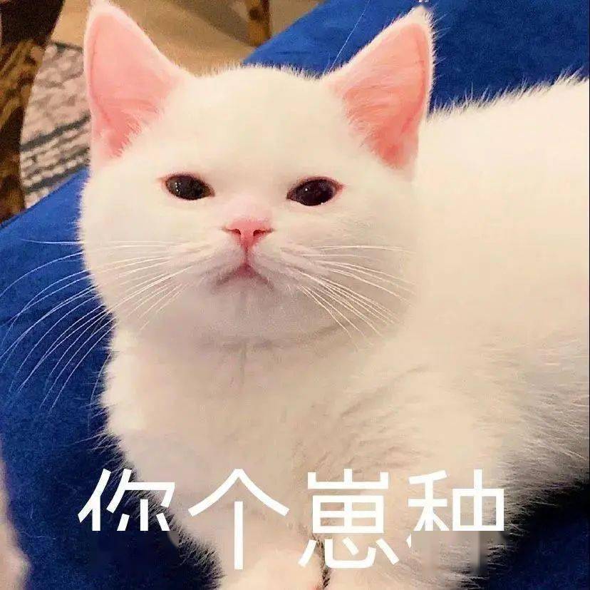 【沙雕猫表情包】蛋崽表情包