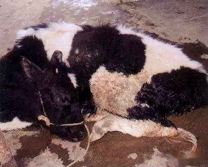 牛酸中毒养牛人十九八九都遇到过