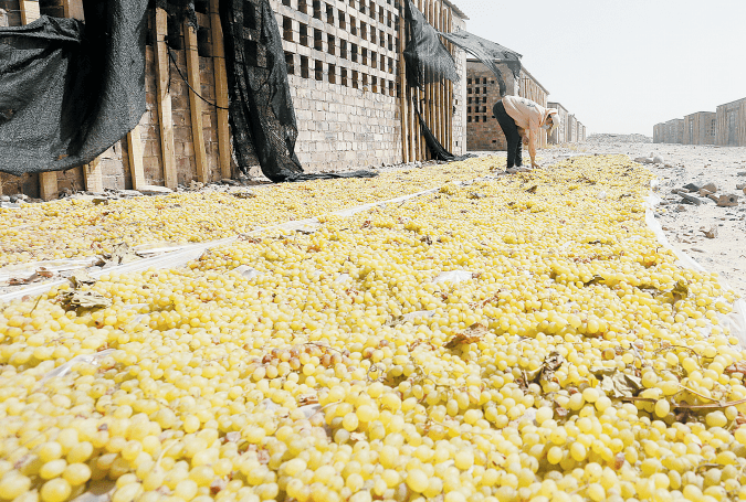 影像07兰干乡的葡萄熟了