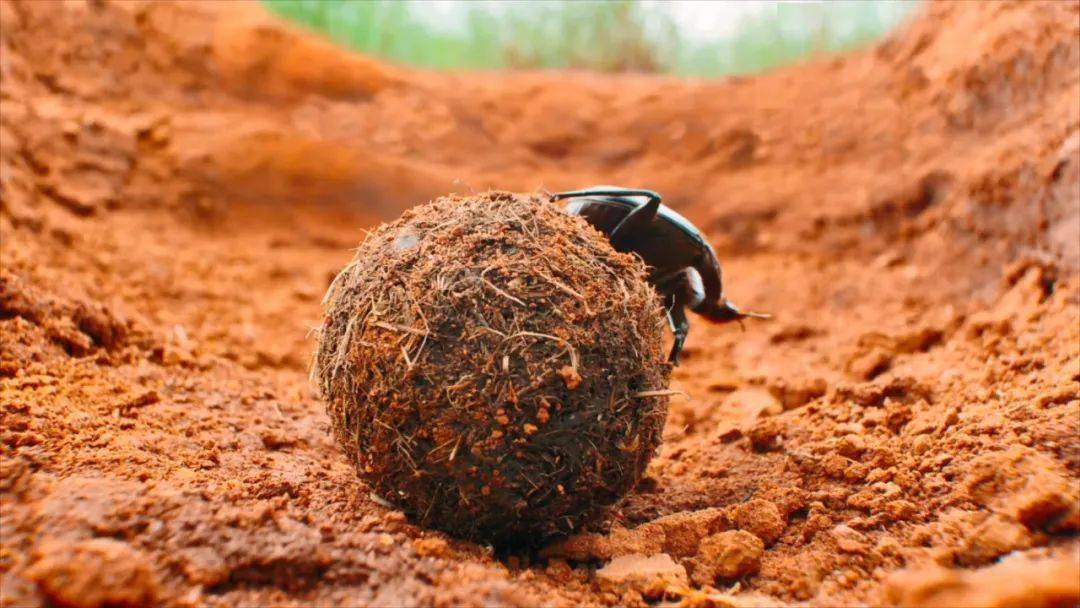 怎么爬出来呢,以强壮的身躯两爪举起超过自身重量10倍的粪球,一次失败