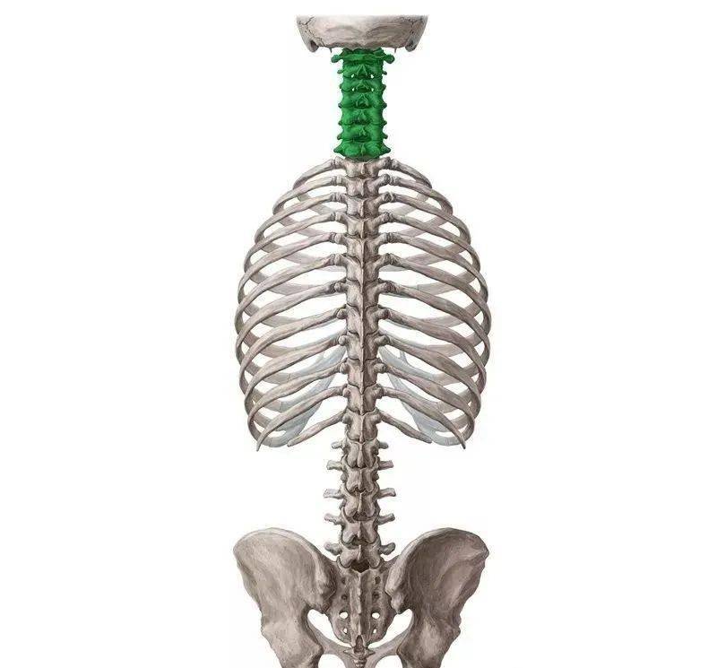 脊柱分为5个区域,由强壮26块椎骨,关节和韧带交织组成.