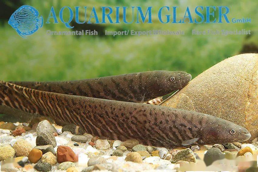 每天认识一种南美鱼