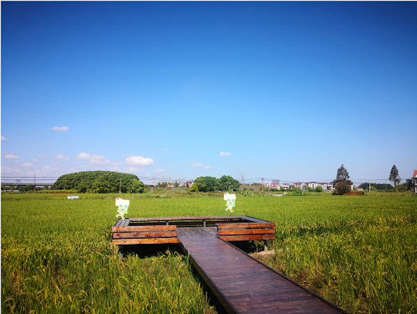 小青蛙们走出教室回归田间讲述大自然的故事