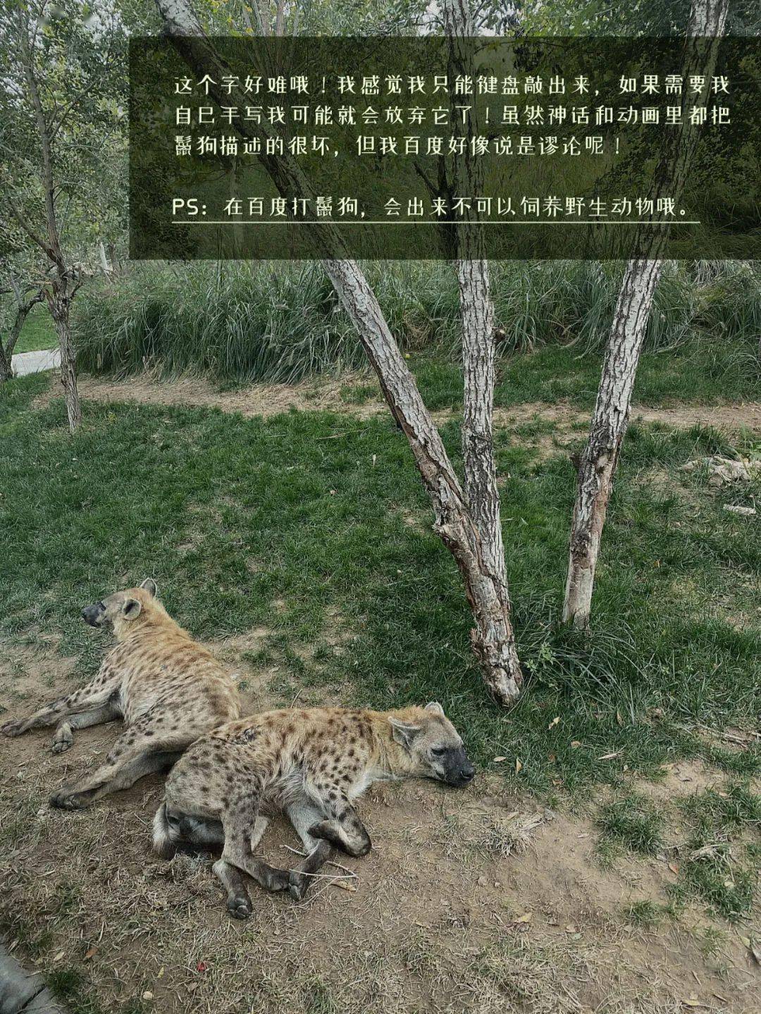 可以和驼鸟一起奔跑