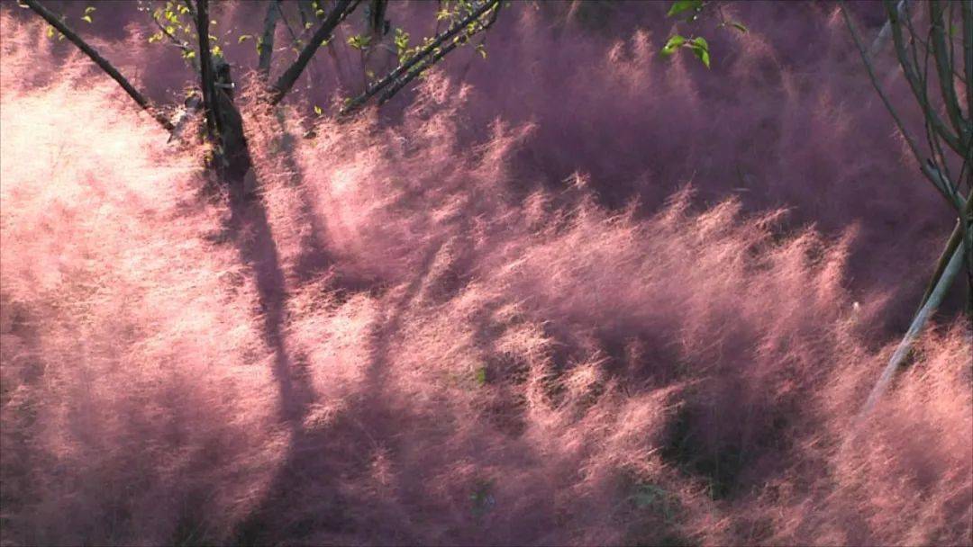 太美了吧仙境般的ins风粉色田野