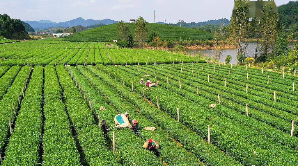 浙江杭州:有机茶园开始机械化生产,当地群众收入提高