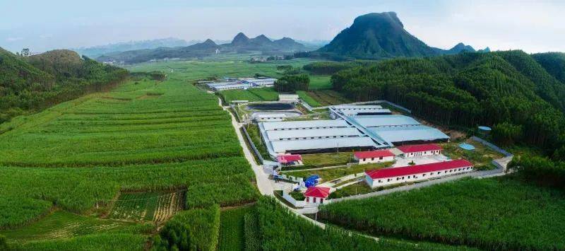 猪鸡甘蔗种养结合创出一条致富新路