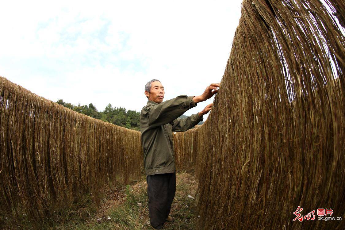 曬苧麻促脫貧