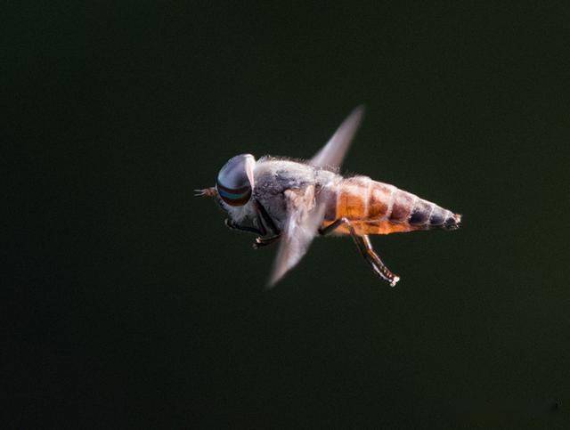 苍蝇飞得并不快可你就是无法打到它知道是什么原因吗