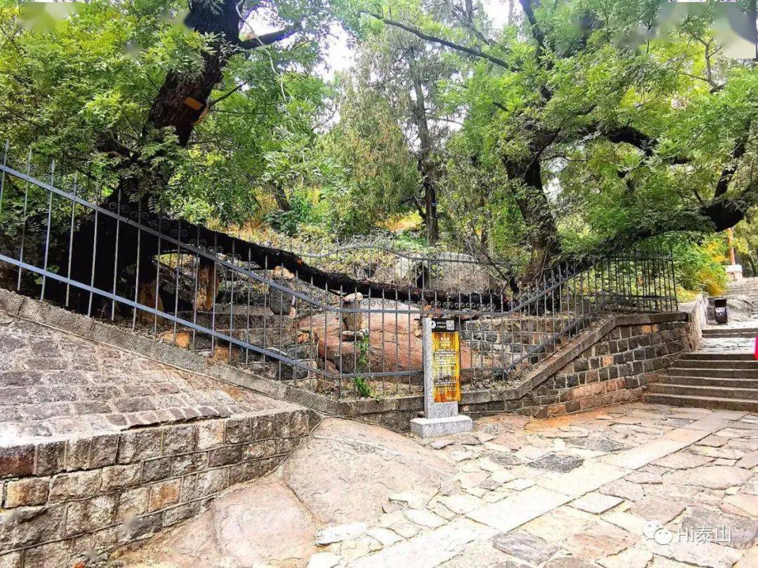 古树档案|卧龙槐:满涧松荫尘不到,深夜风雨有龙归