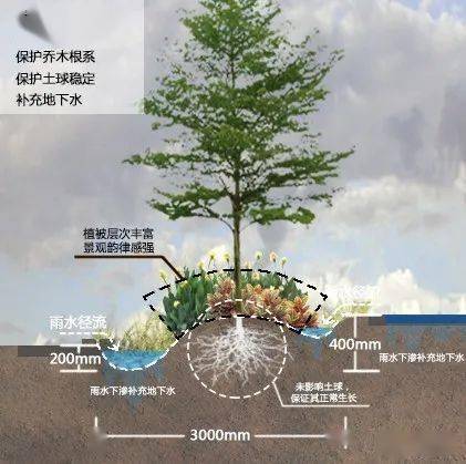 采用"海绵微地形 海绵景观化"手法,起到保护乔木根系,保持土球完整