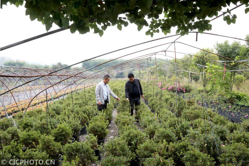 河南平顶山花卉苗木种植助农增收