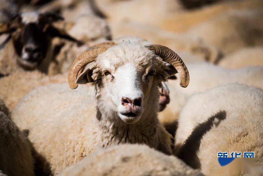 茶卡羊成致富羊群众脱贫喜洋洋