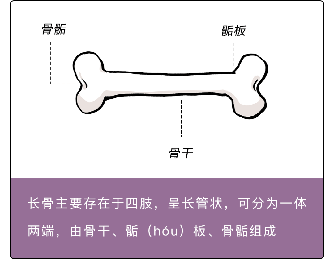 普普通通却露骨的长骨