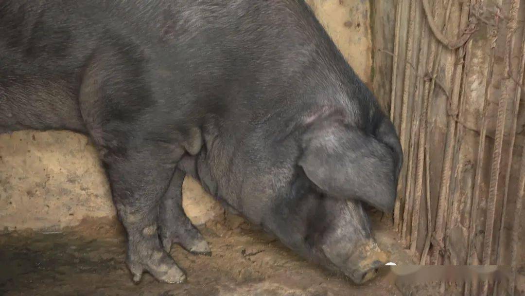 活久见梅州有一条700多斤猪王却没有买家敢入手