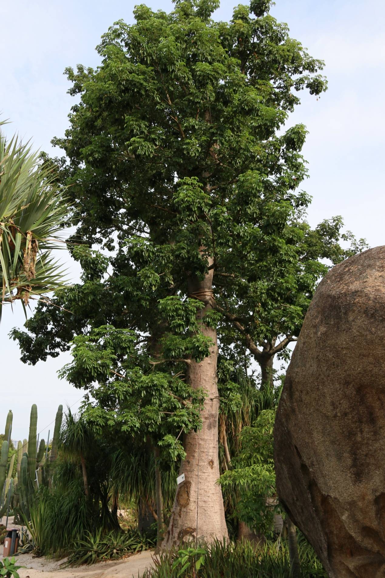 自然散步 | 大名鼎鼎的猴面包树,原来就是你呀!