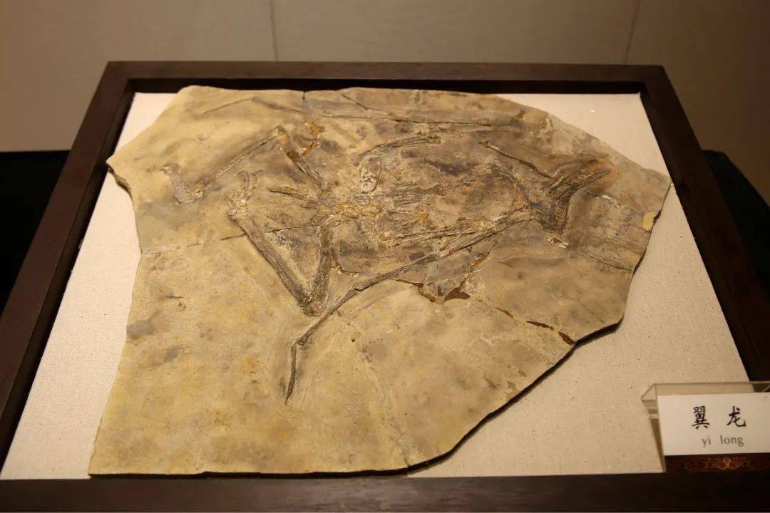 翼手龙化石图片