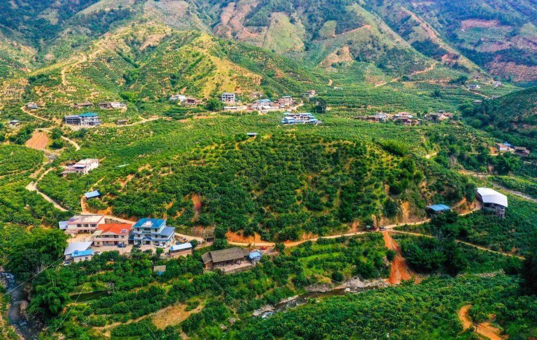 大器晚成务本乡全国最晚熟芒果成熟上市盛果期将持续至12月