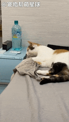 每次吸到摇头晃脑爽到飞起:啊~就是这感觉~_猫咪