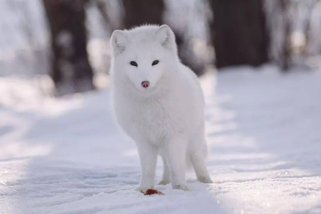长春净月潭小白狐又双叒来啦!_小狐狸