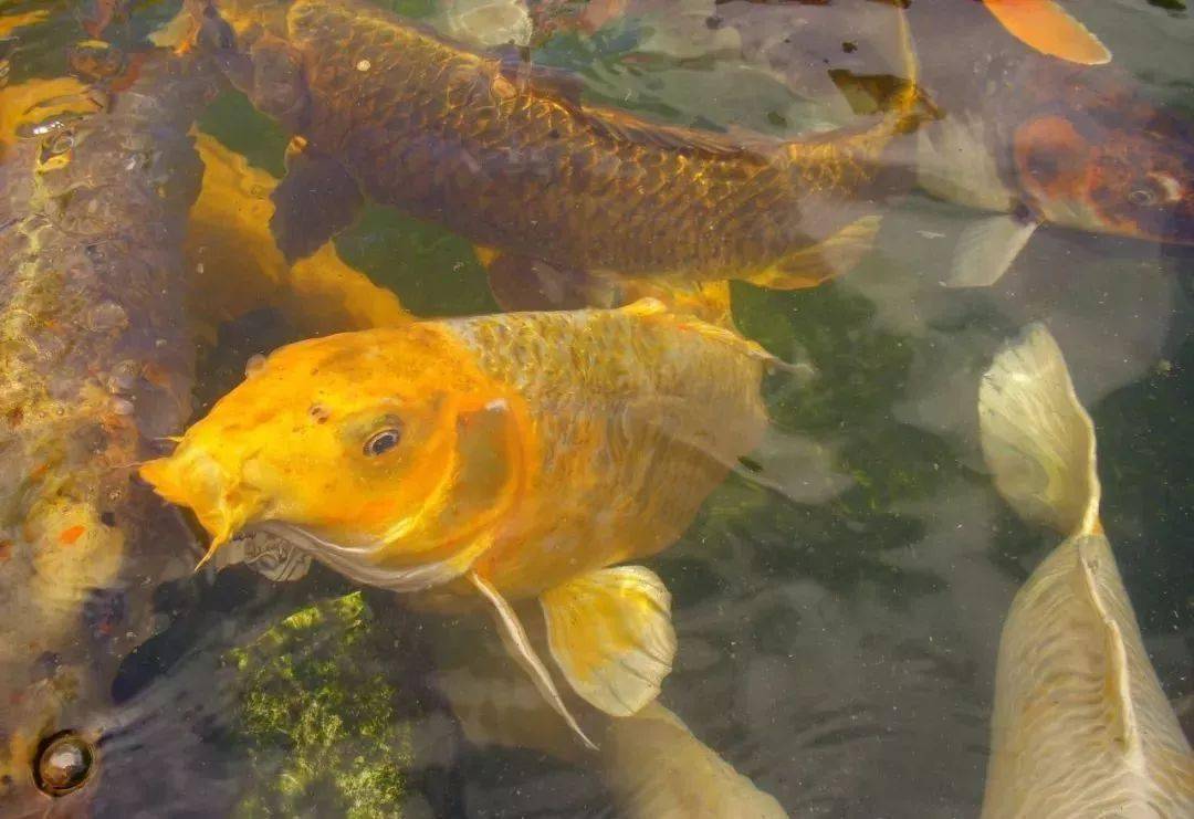 67锦鲤鱼饲养必须保持的水质