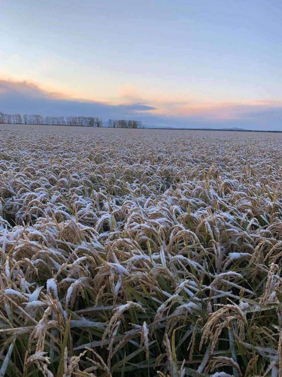 2020年建三江第一场雪,水稻种植户损失惨重