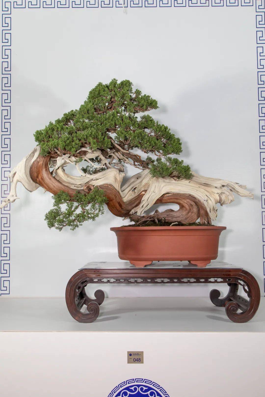 对2020中国尊评选现象的看法暨评奖分数一览_盆景