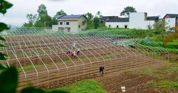 工人在草莓基地劳作.