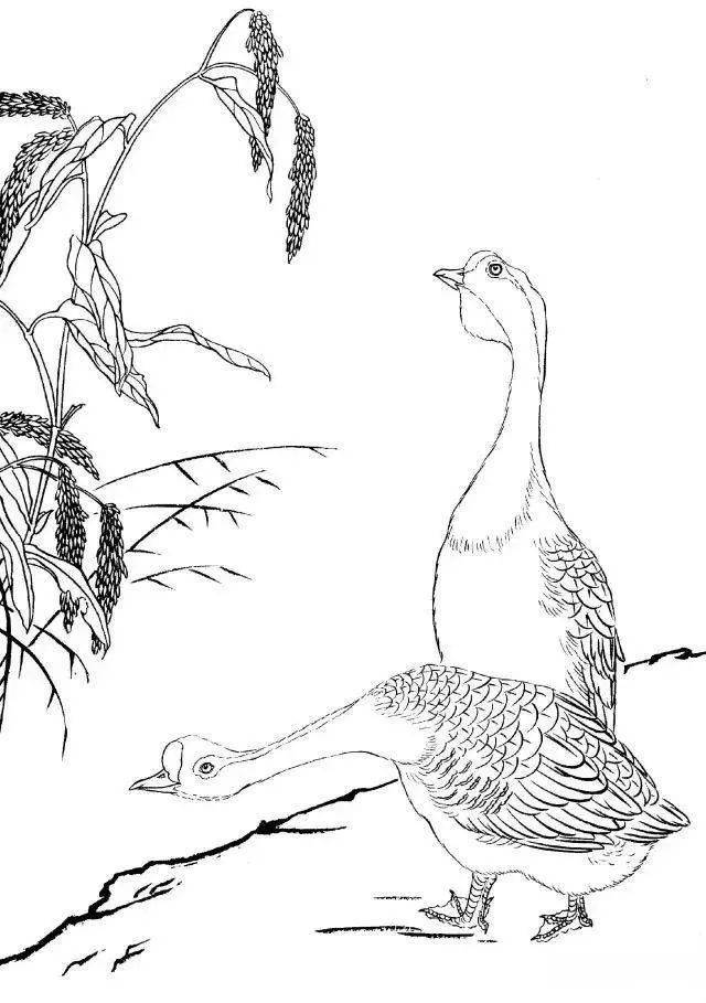 工笔禽鸟线描画法与画谱分享