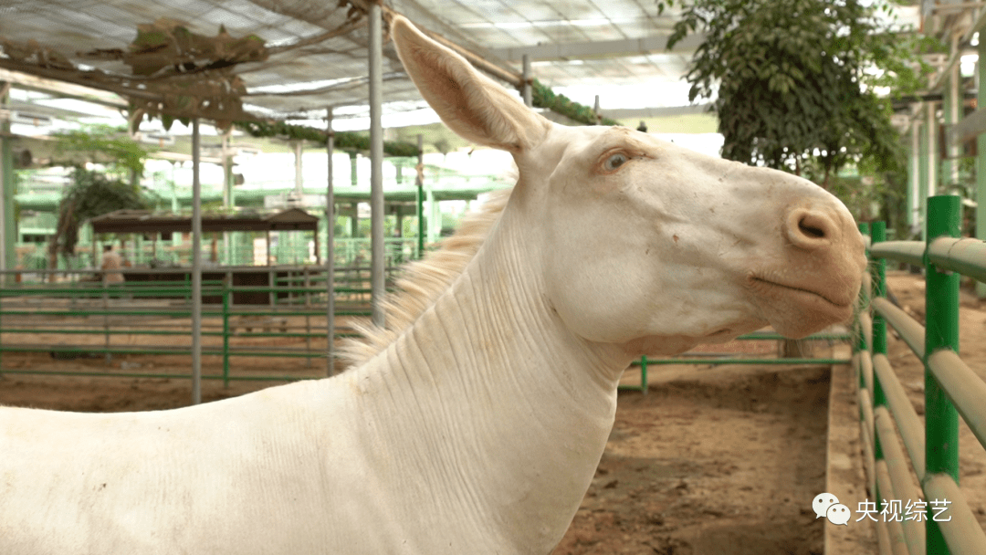 来《动物传奇》看白驴王子的神秘晚宴,最爱吃的竟然是它!