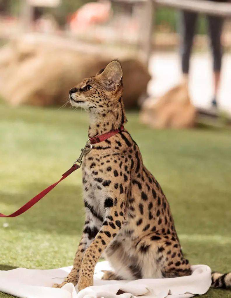 世界最昂贵的猫咪排行榜最高竟然要30万人民币