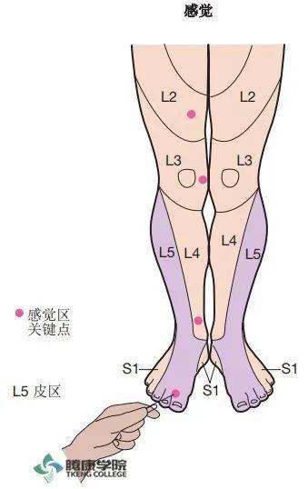 腰骶神经学检查