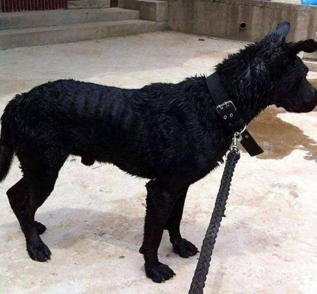 为什么村里老人说尾巴弯不起来的狗不能养