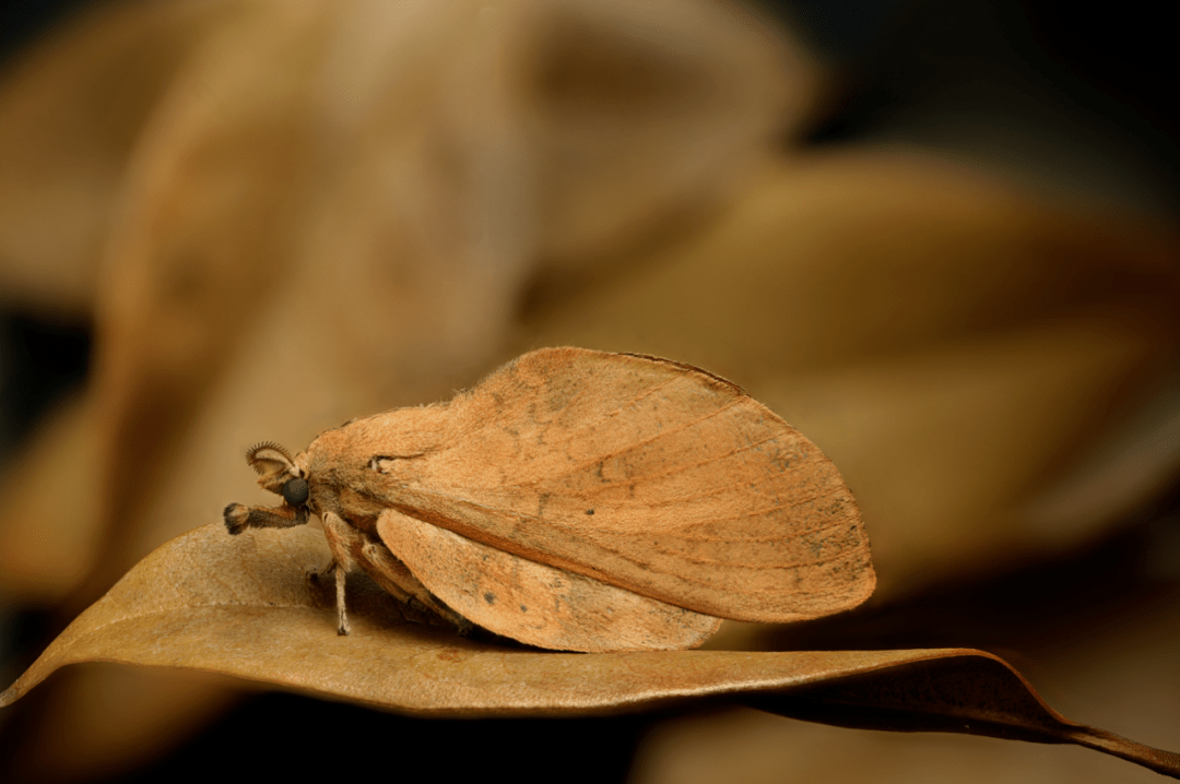 枯叶蛾是鳞翅目枯叶蛾科昆虫的统称,在我国约有80属 1300多种,在我国