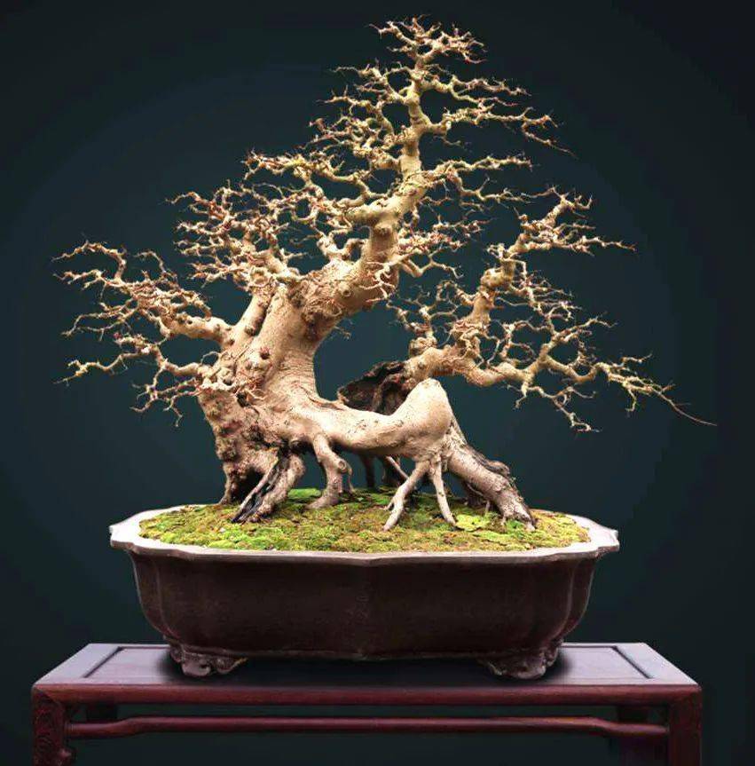 超给力的红牛盆景设计,定能为你带来盆景制作的灵感!_造型