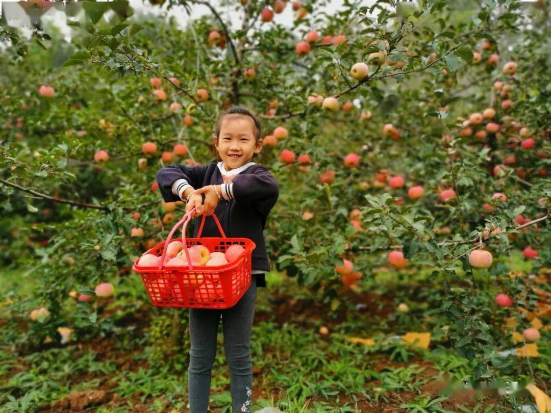 王坟清风峪采摘园耗时数年种出来的苹果咋都这么丑咬了一口被惊到了