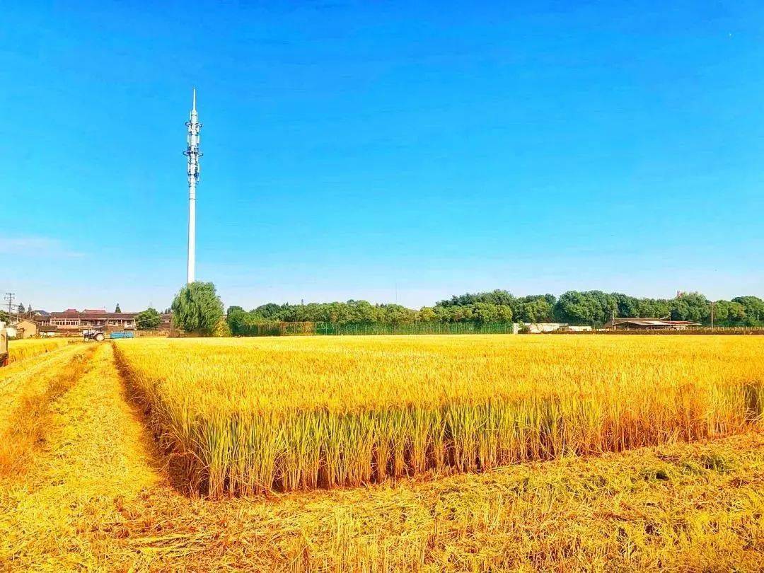 罗店各村的稻谷熟了!金黄金黄的赶上丰收季~_秋收