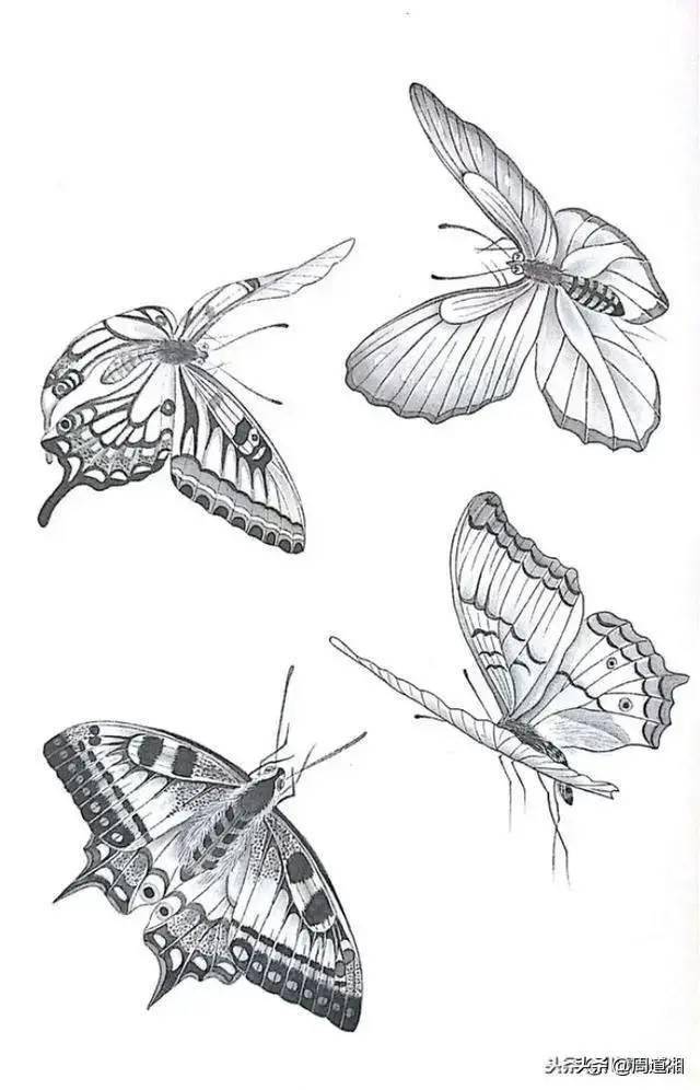 这样美的蝴蝶白描画谱你见过么