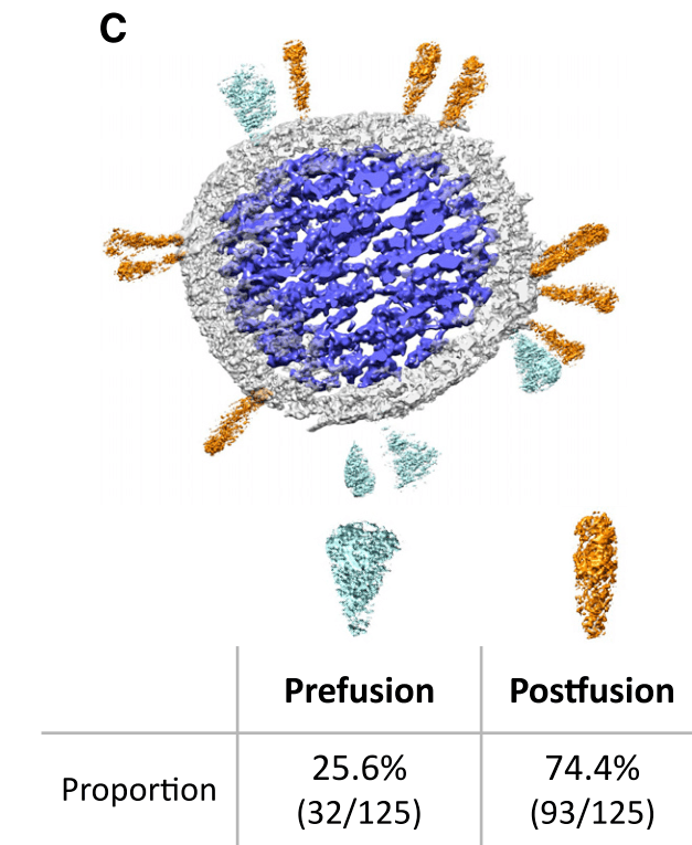 structure中国学者揭示灭活sarscov2的刺突蛋白结构