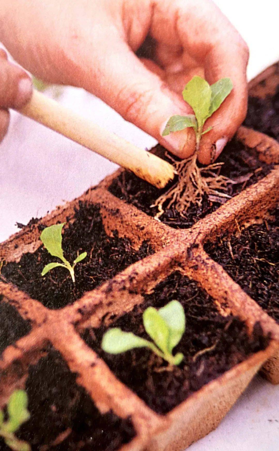 室内育苗植物方法让我们营造一个比露天种植更有利的环境