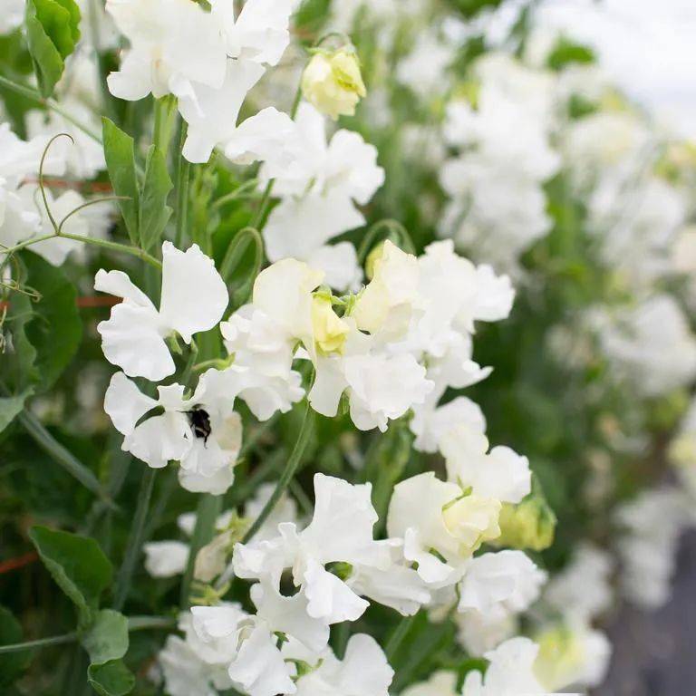 荷兰观赏《香豌豆》下单了!