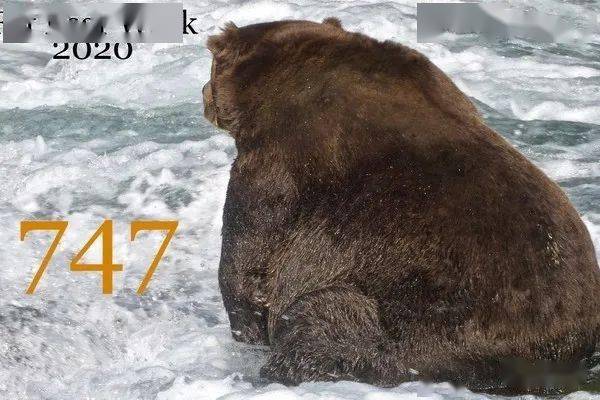 地表最胖肥熊出炉635kg棕熊挺垂地啤酒肚夺冠