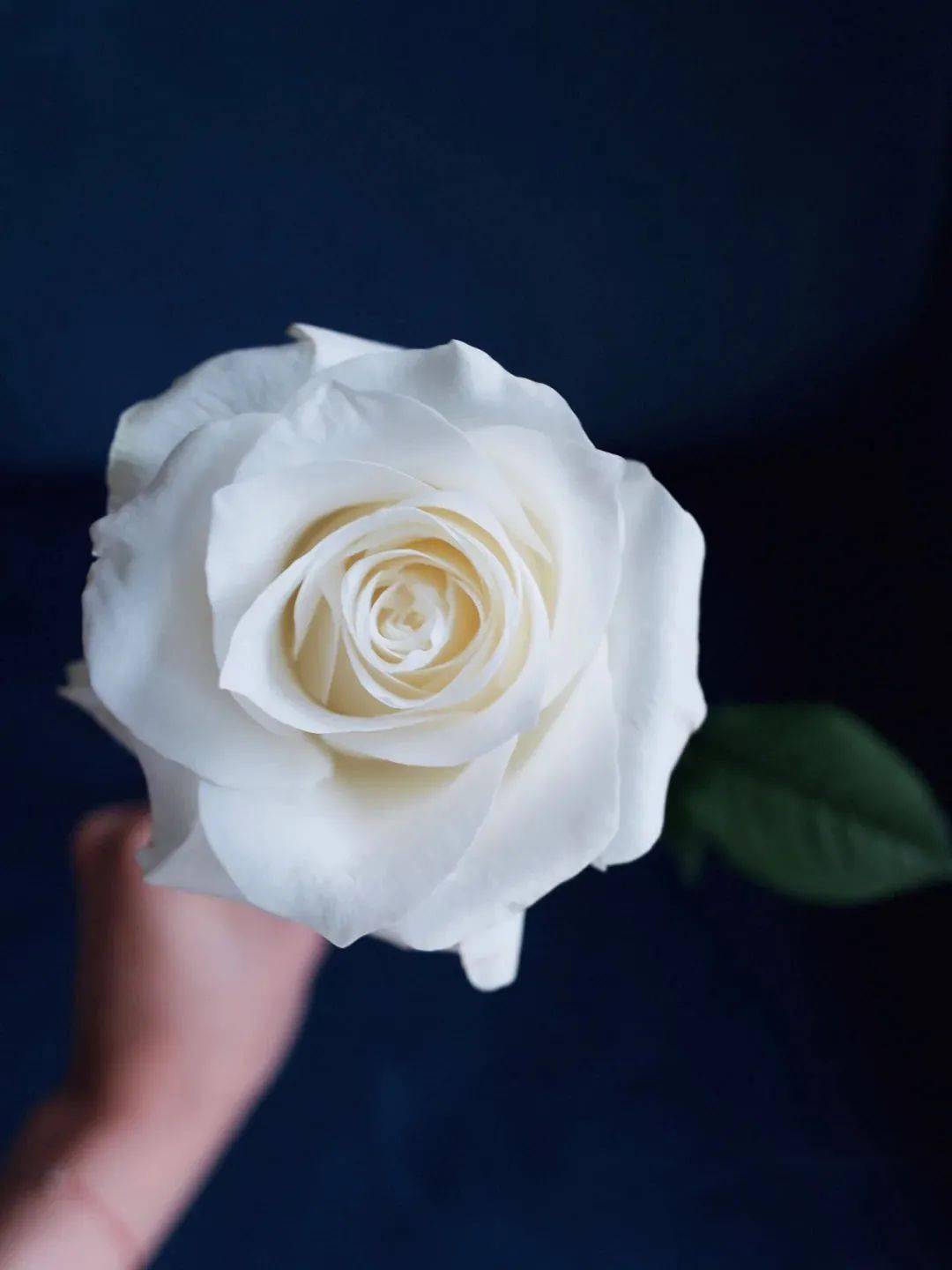 白玫瑰骄傲丨 得不到的 从来矜贵_手机搜狐网