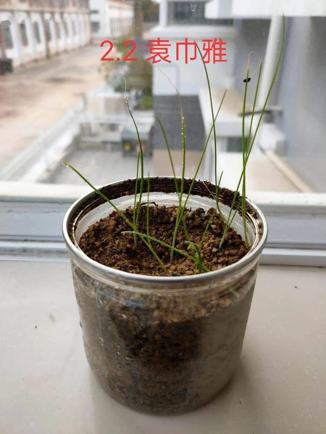 和美实践时光匆匆它们郁郁葱葱实小学子之小葱生长记