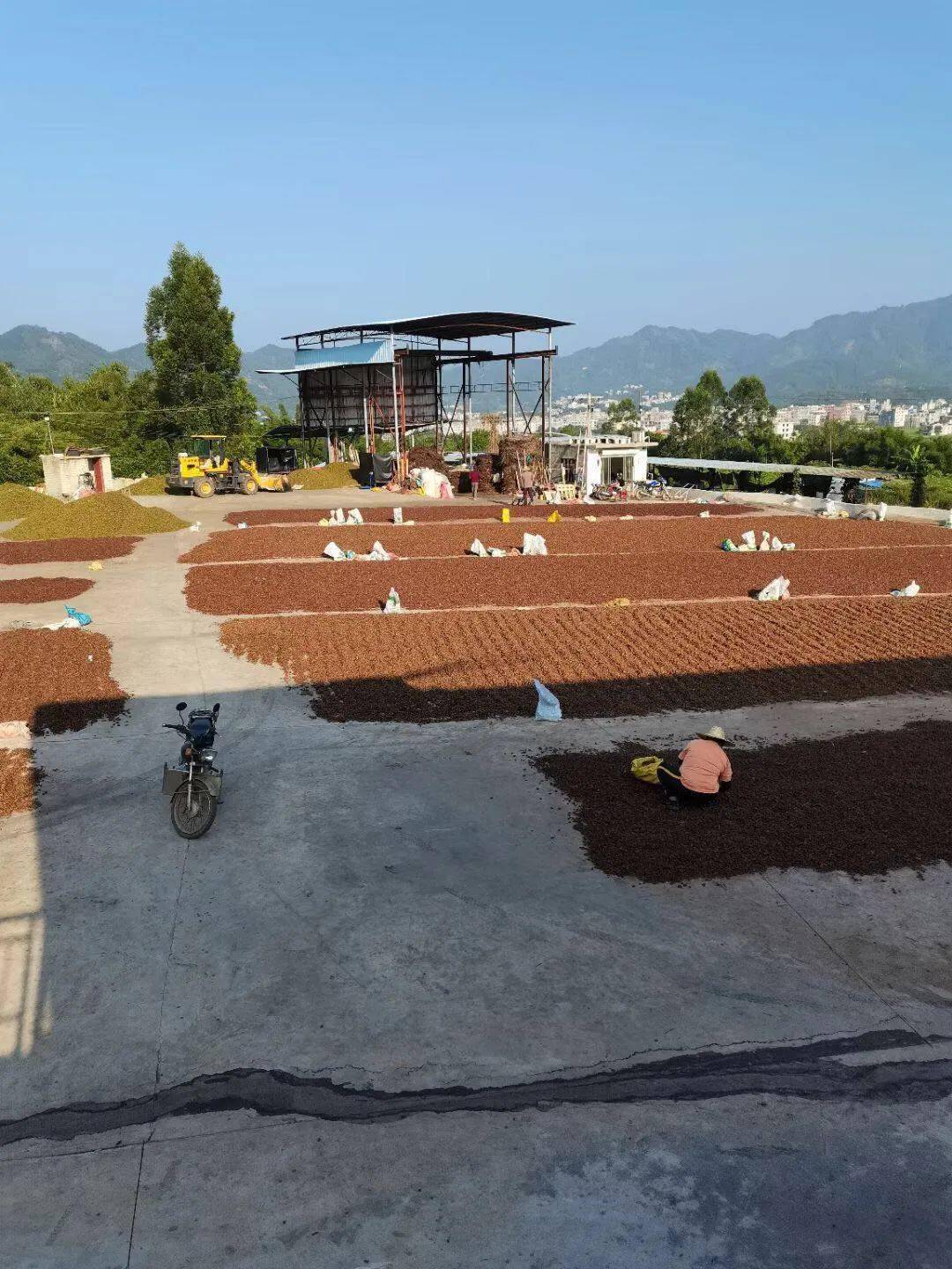 藤县古龙镇的八角生果收购价最高14元每斤八角种子250元每斤