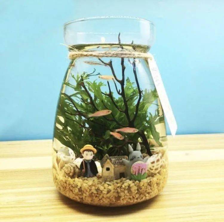 同学们的生态瓶制作都展现出了自己所理解的生态系统,相信同学们在