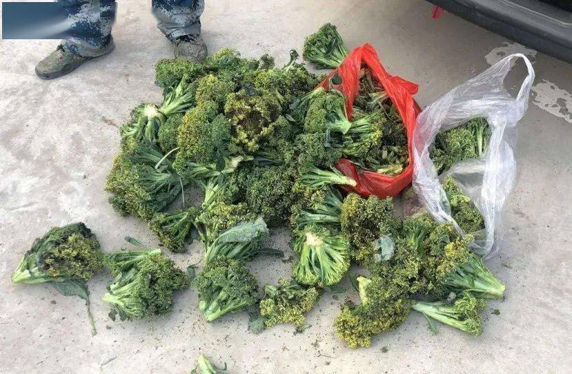 张家口:网上"偷菜"图个乐 网下偷菜终被捉_菜地